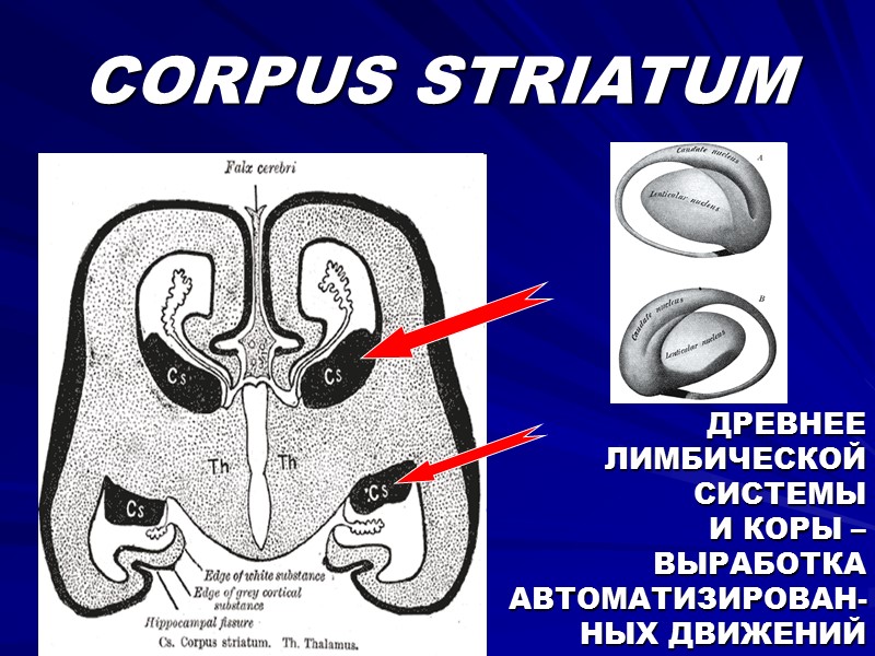 CORPUS STRIATUM ДРЕВНЕЕ ЛИМБИЧЕСКОЙ СИСТЕМЫ  И КОРЫ – ВЫРАБОТКА АВТОМАТИЗИРОВАН-НЫХ ДВИЖЕНИЙ